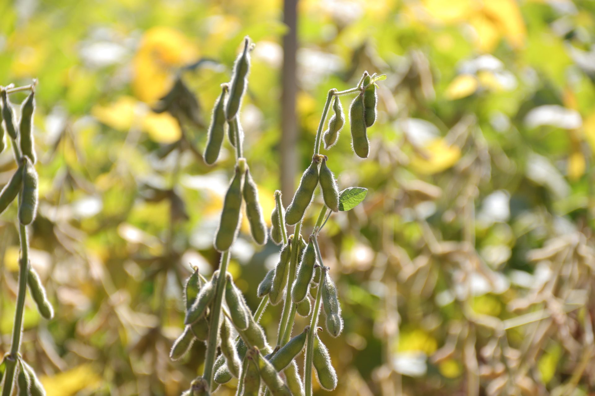 Safra no Mato Grosso do Sul