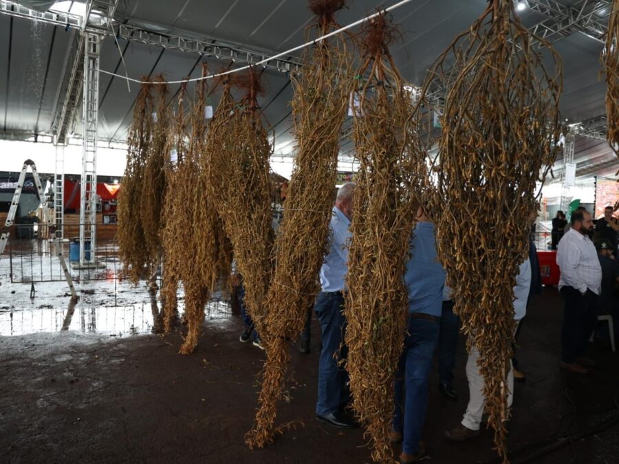 Pé de soja com quase 12 mil vagens vence concurso tradicional em Laguna Carapã 2 Soja