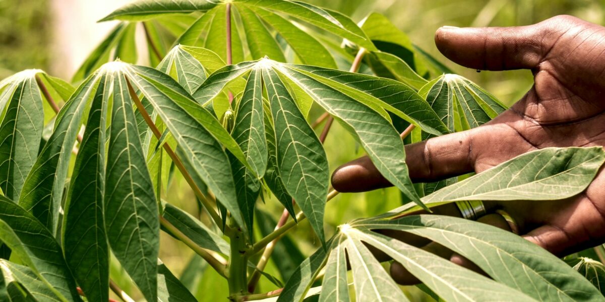 Povos indígenas de MS fundam cooperativa estadual para negociar a própria produção sem atravessadores 1 Mão tocando folhas de uma planta de mandioca em lavoura