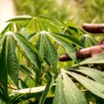 Mão tocando folhas de uma planta de mandioca em lavoura