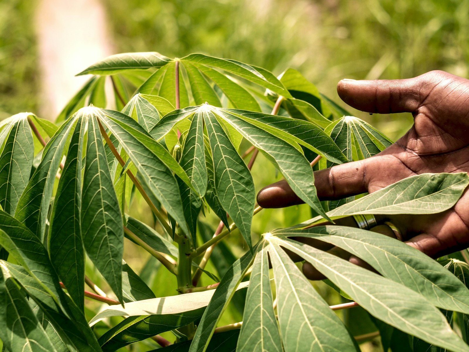 Mão tocando folhas de uma planta de mandioca em lavoura
