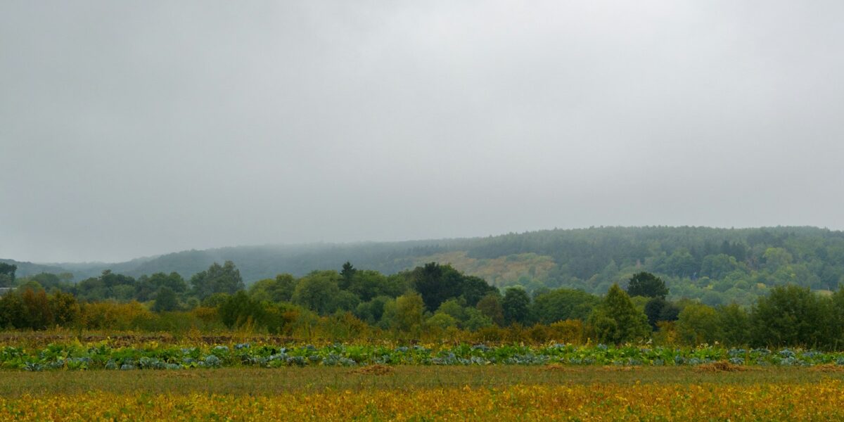 Campo de soja dourado sob céu nublado com colinas ao fundo