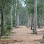 Caminho de terra ladeado por fileiras de eucaliptos altos em área de silvicultura