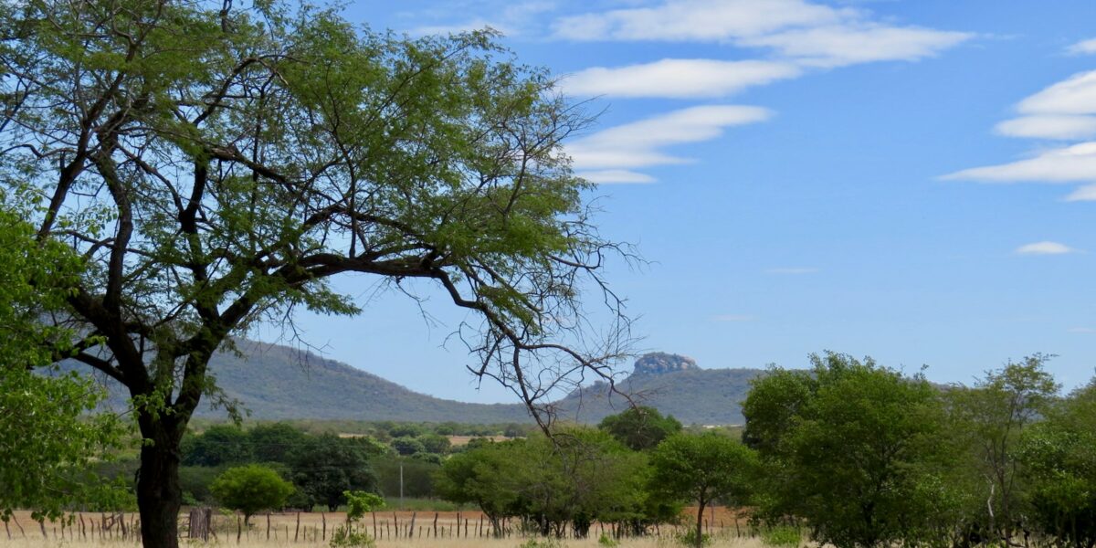 Árvore de copa verde isolada em campo de vegetação rasteira seca, paisagem típica de savana