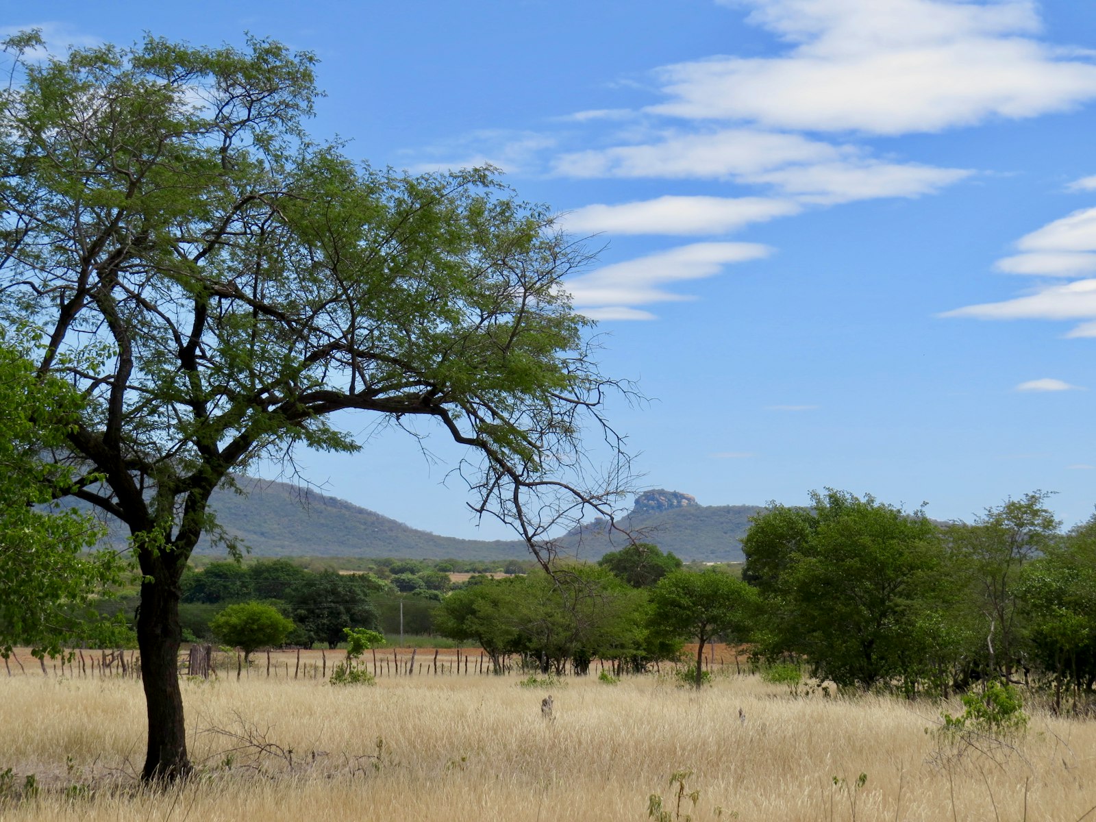 Árvore de copa verde isolada em campo de vegetação rasteira seca, paisagem típica de savana