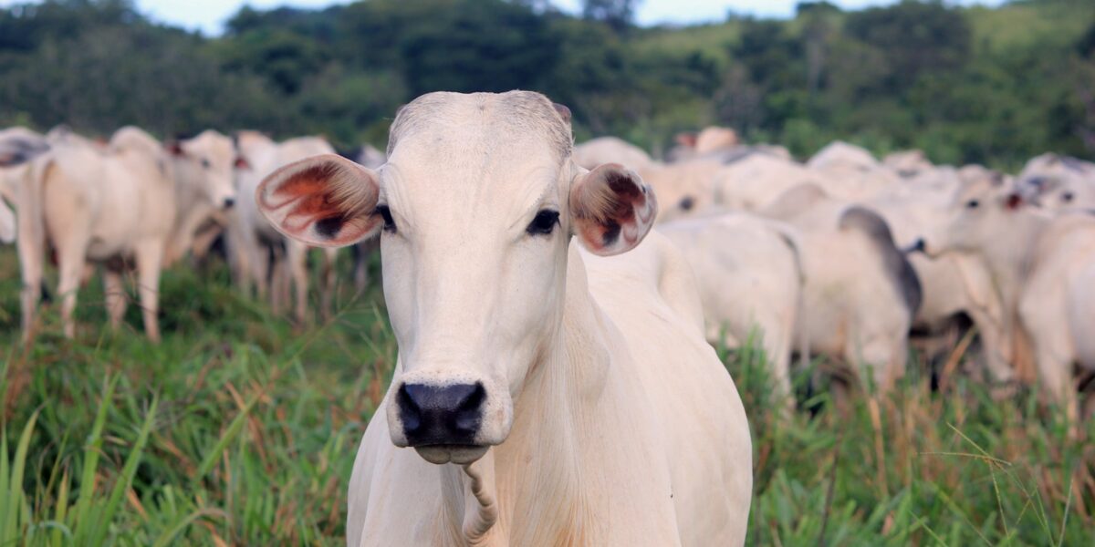 Bovinos de pelagem branca e cinza em pastagem verde