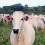 Bovinos de pelagem branca e cinza em pastagem verde