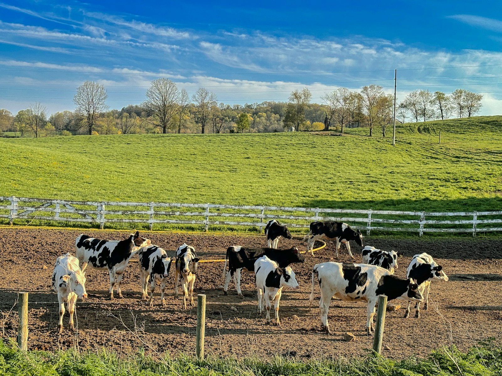 Rebanho de gado de corte reunido em área de pastagem de terra
