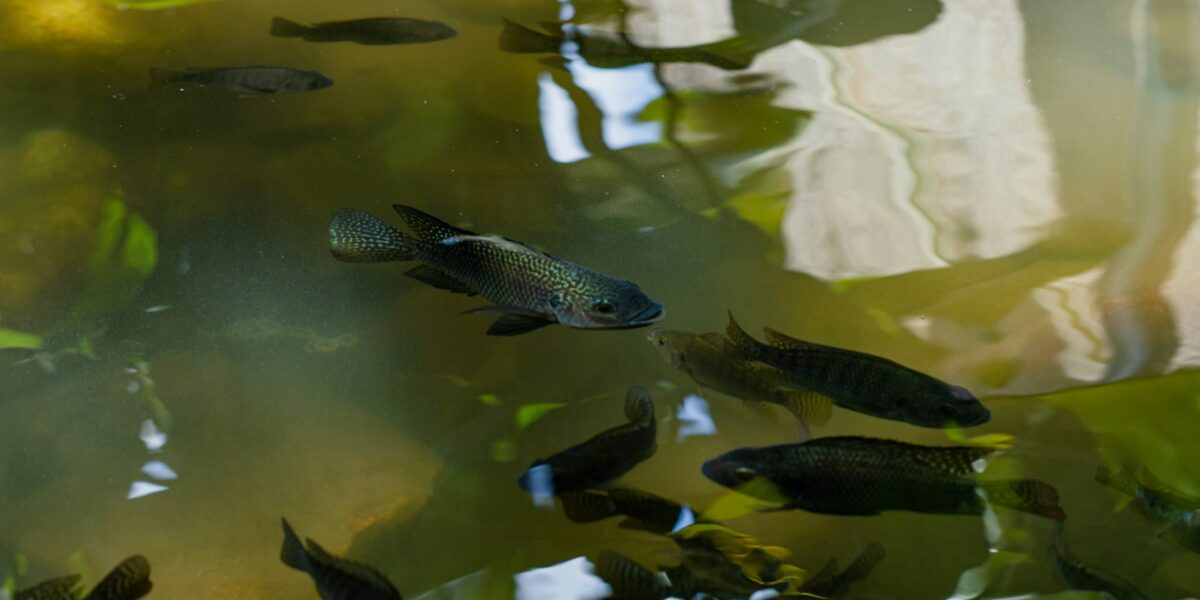 Grupo de peixes nadando em uma lagoa