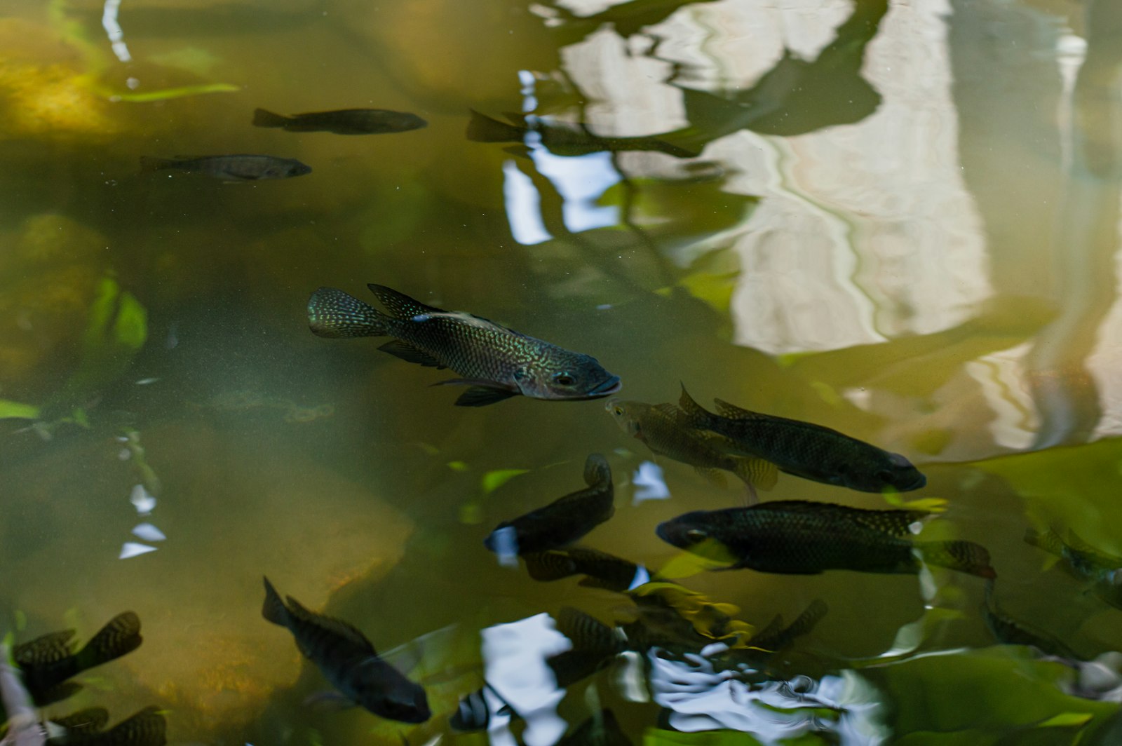 Grupo de peixes nadando em uma lagoa