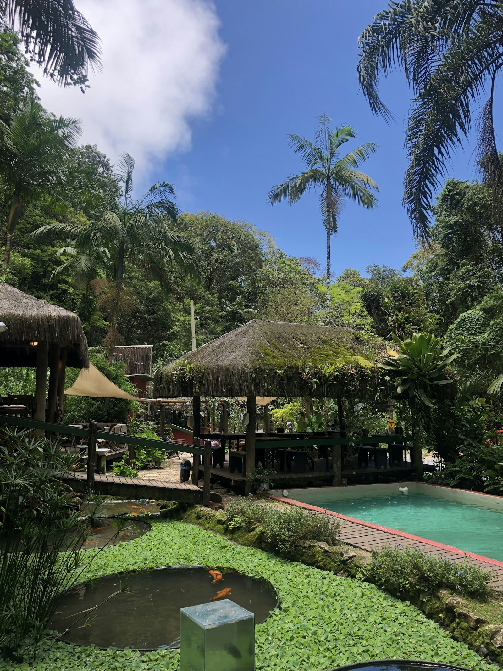 Piscina rodeada por vegetação exuberante e palmeiras